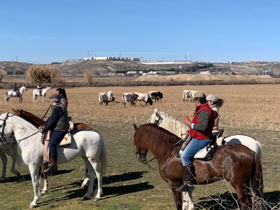 Paseo a caballo por el campo con ganado